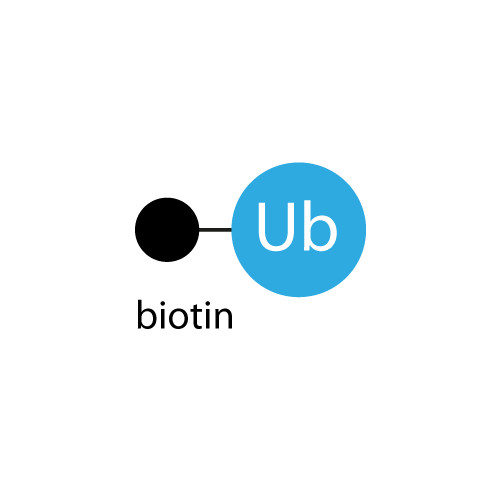 Biotin-Ahx-Ub-0
