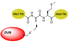 Biotin-Ahx-Ub(1-75)-Dha-Ub-83