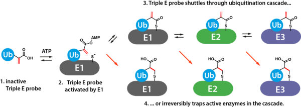 Ub-Dha-0