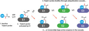 5-carboxyRh110-SUMO-Dha-0