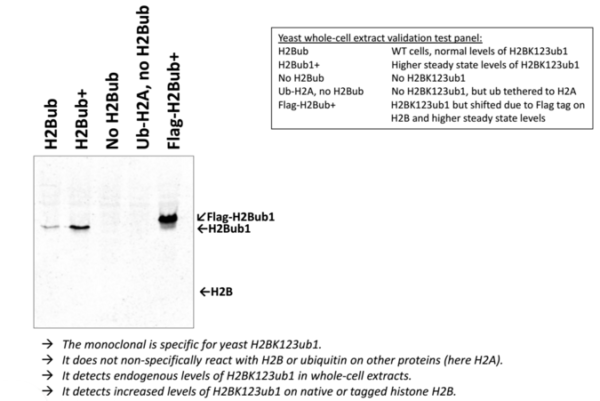 Anti-Ubiquitinated Histone H2B (Lys123) [1B3F12/A9]-0