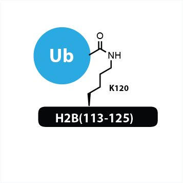UbiQ-062