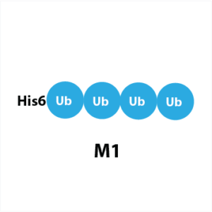 linear His6-tetra-ubiquitin