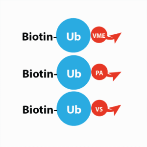 DUB activity-based probe mix - Biotin tagged